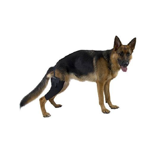 Rehab dog left knee protector