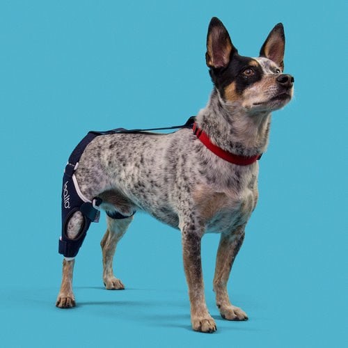 Knee brace Balto Jump for rear left leg