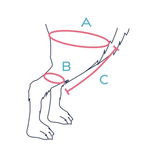 Knee brace Balto Jump for rear left leg