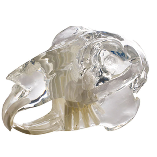 Jaw model with educational cards
