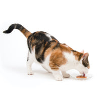 Creamy lickable cat treats