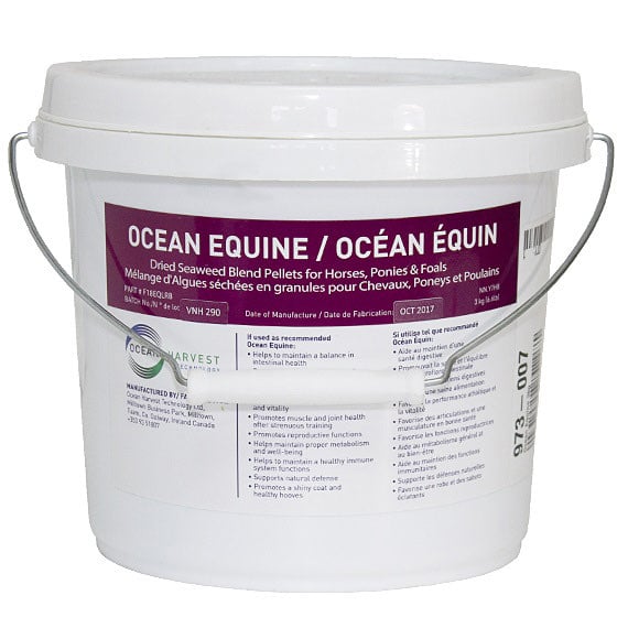 Ocean equine