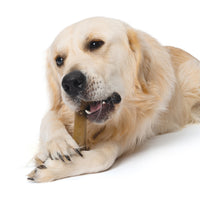 Nosh dog flexible chew toy