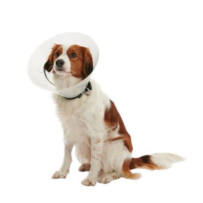 Buster clic collar