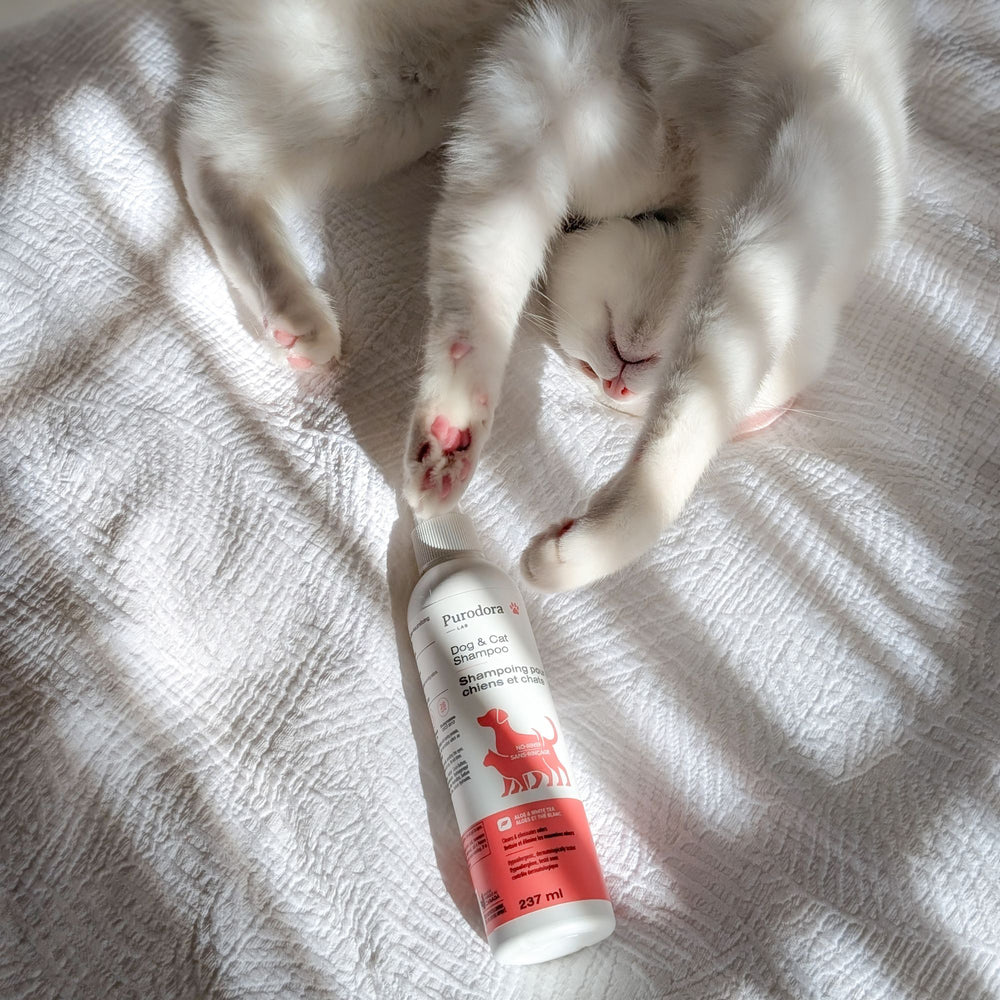 Shampoo no-rinse for cats and dogs
