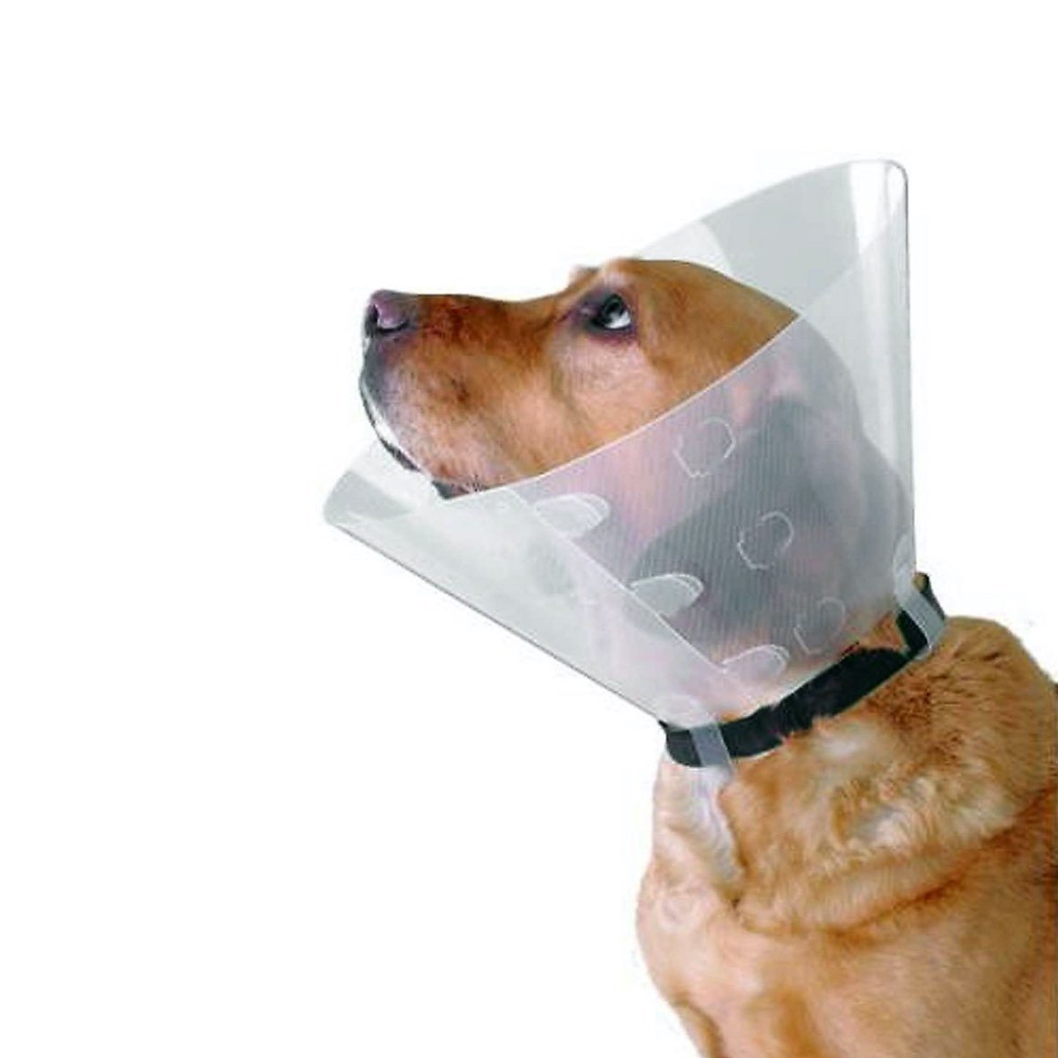Buster clic collar