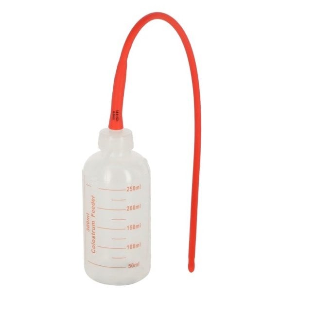 Colostrum feeder for lamb