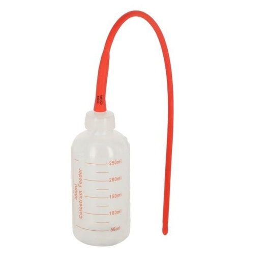 Colostrum feeder for lamb