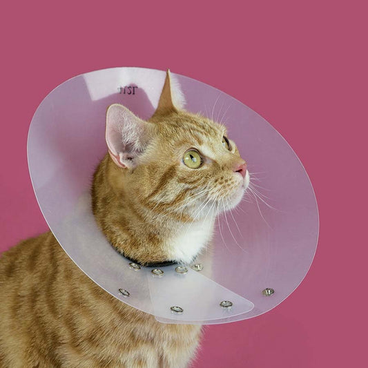 Saf-T-Shield Collar