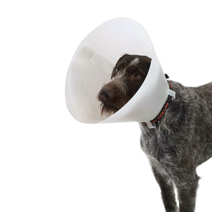 Buster classic collar