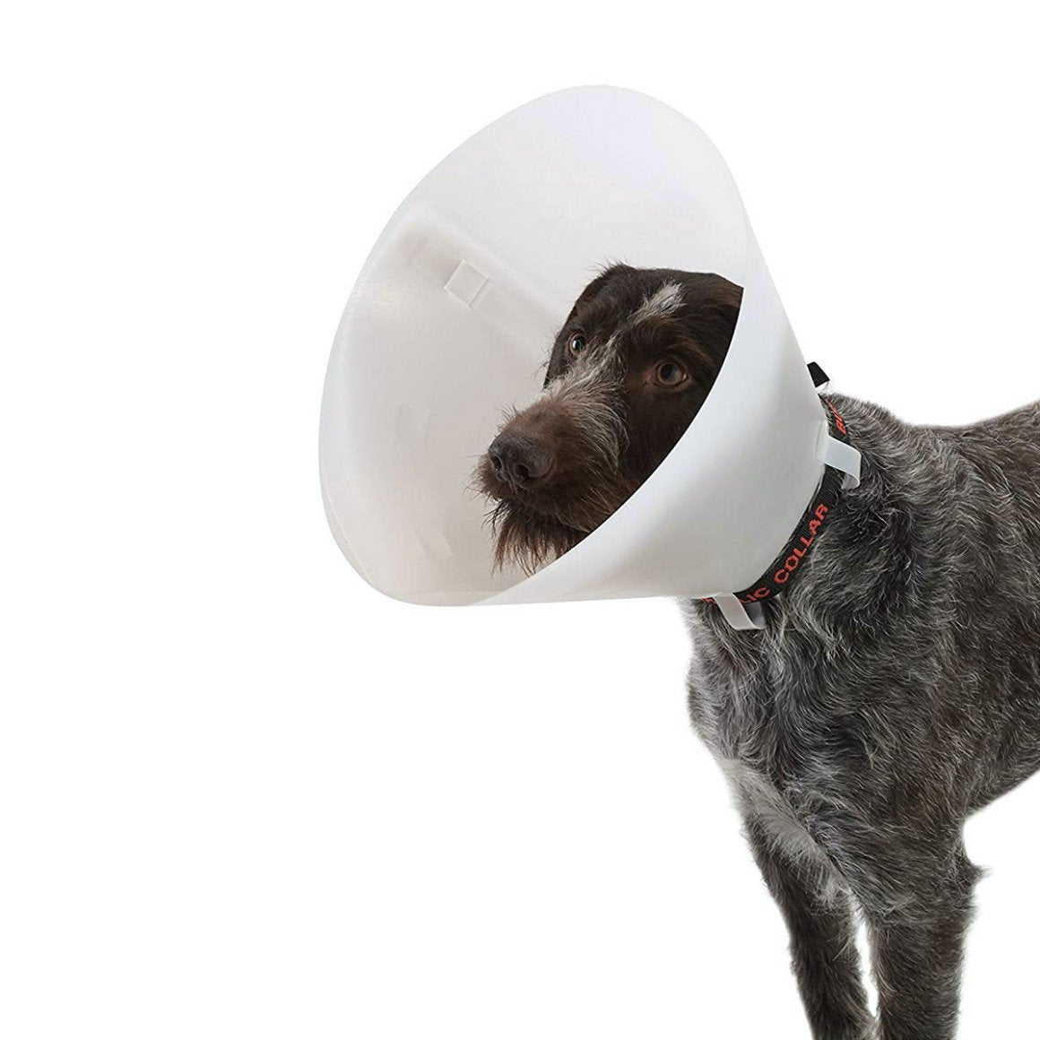 Buster classic collar