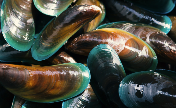 Green-Lipped Mussel