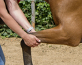 Joint Mobility