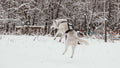 Active Dogs