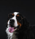 Senior Pets