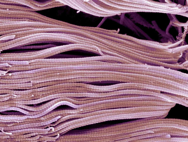 UC-II™ Undenatured Collagen