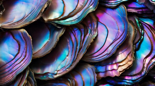 Abalone Extract